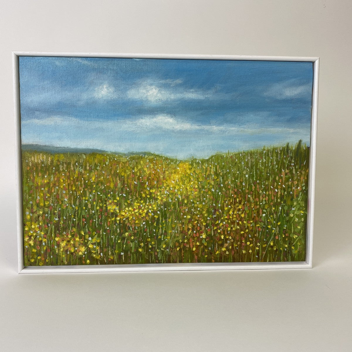 Corn Marigolds at Abereiddy (3)