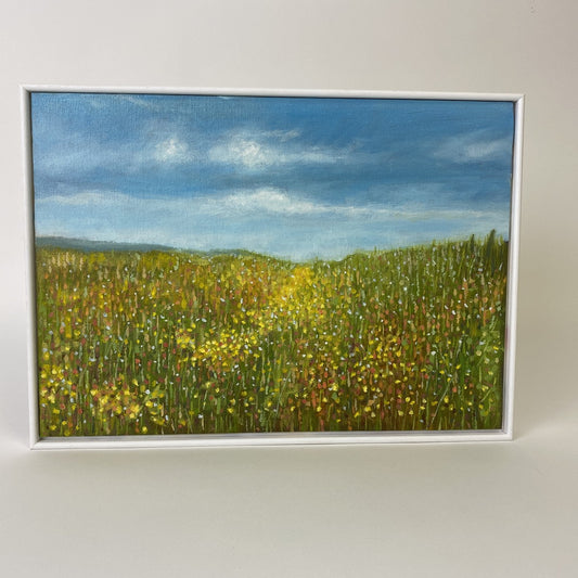 Corn Marigolds at Abereiddy (3)