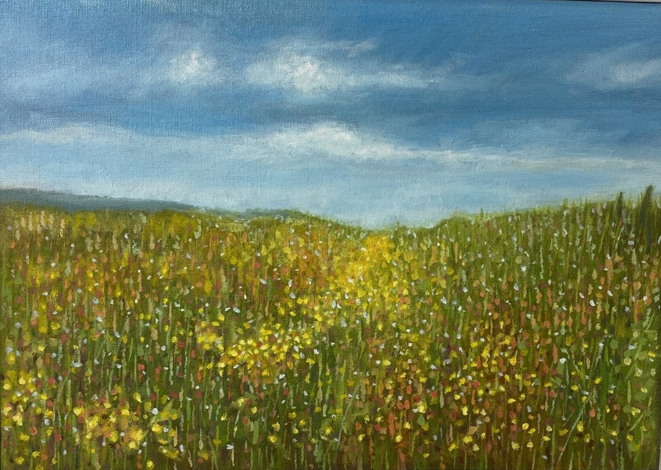Corn Marigolds at Abereiddy (3)