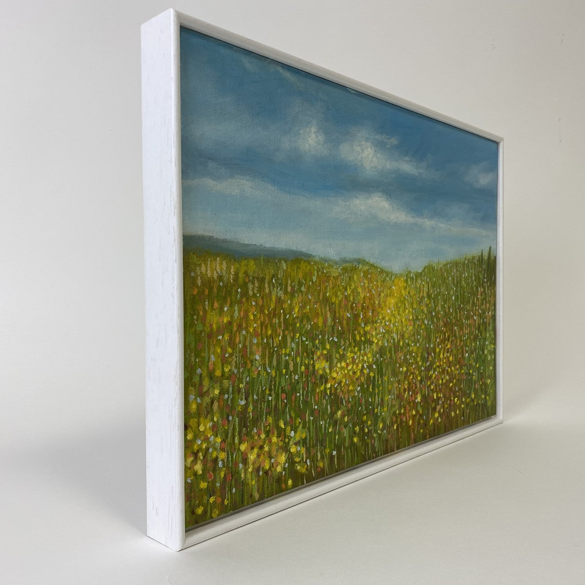 Corn Marigolds at Abereiddy (3)