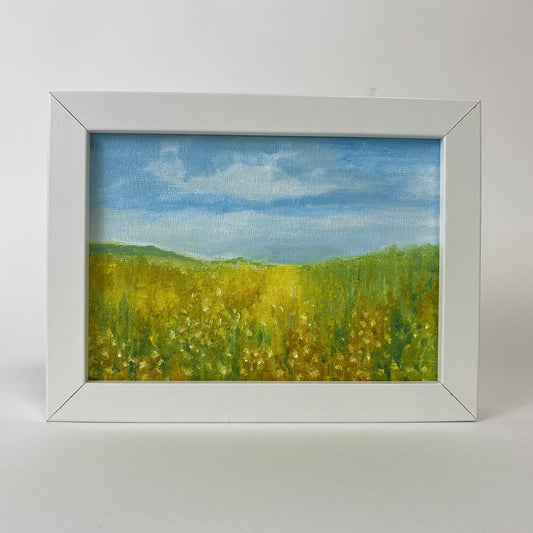 Corn Marigolds at Abereiddy (2)