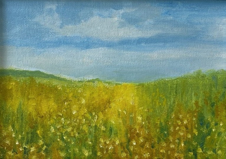 Corn Marigolds at Abereiddy (2)