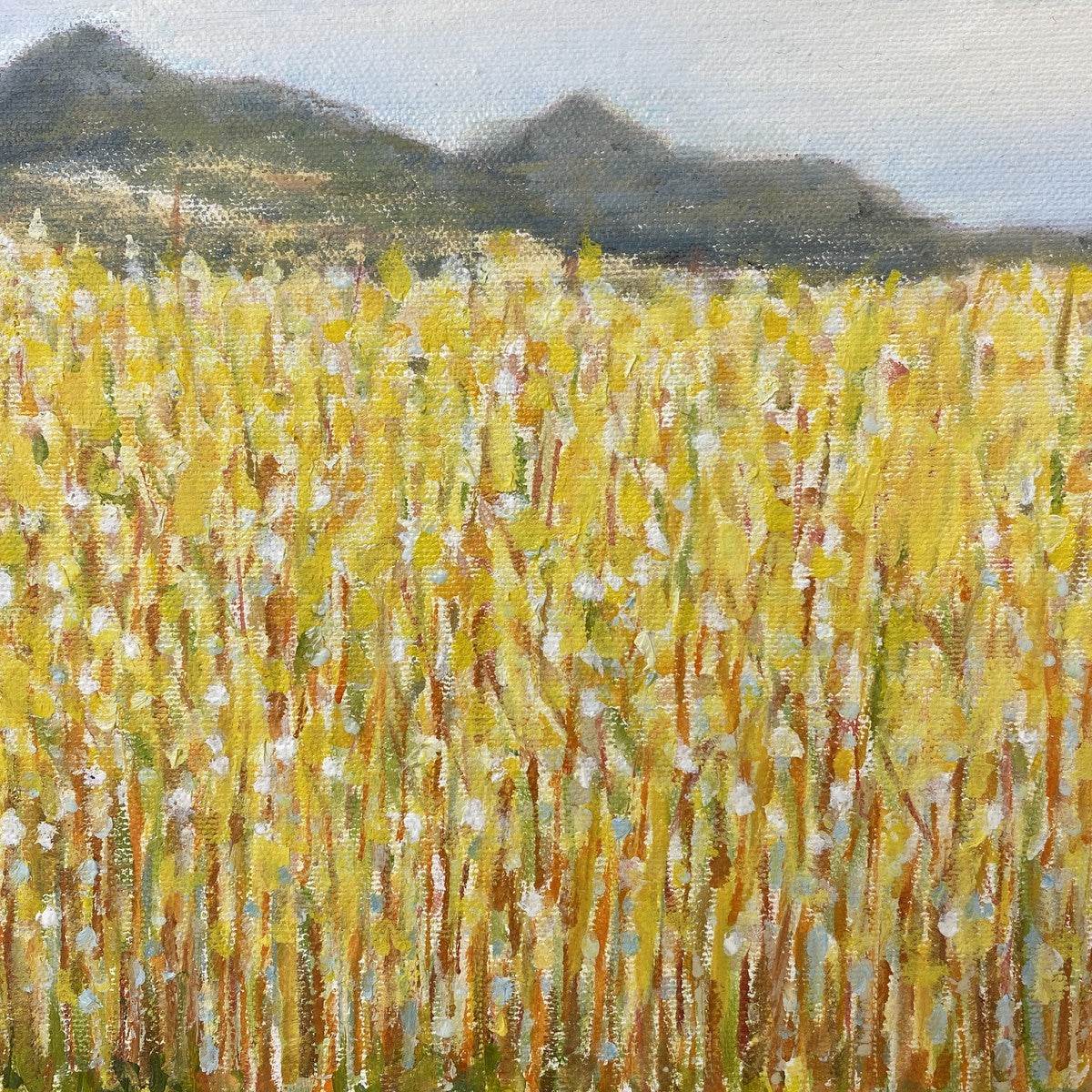 Wheat Fields on Cliff Top