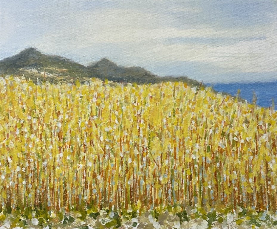 Wheat Fields on Cliff Top